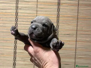 American Pit Bull Terrier perros Pit bull terrier blues y merles - Anuncio 1
