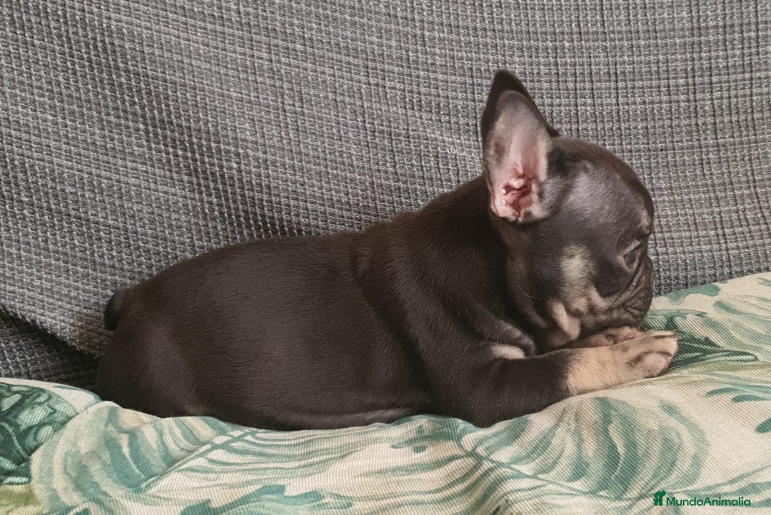 Bulldog Francés perros en venta: Cachorro de Bulldog Frances  - Anuncio 3
