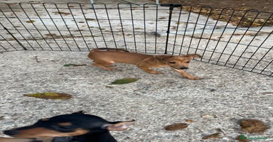 Pinscher Miniatura perros - Anuncio 4