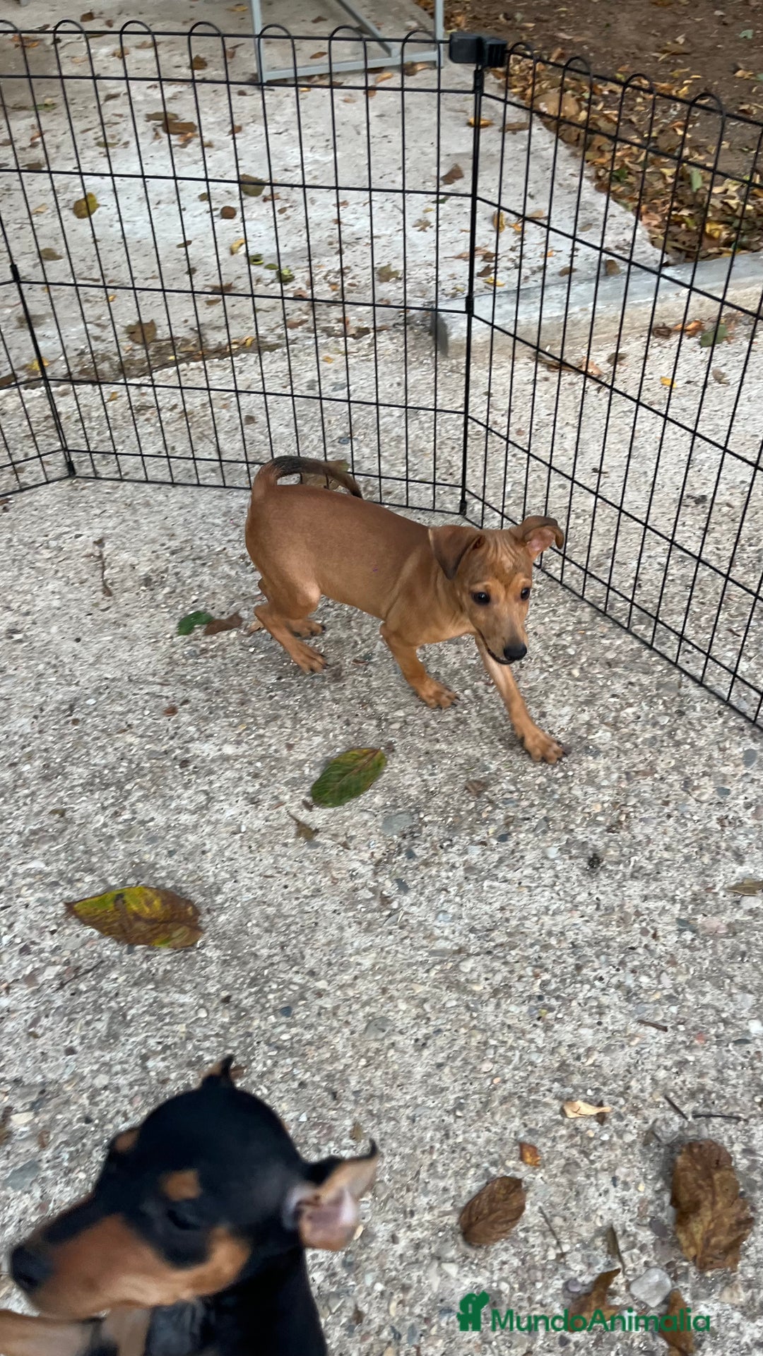 Pinscher Miniatura perros en venta: Cachorros mini Pinscher  - Imagen 2