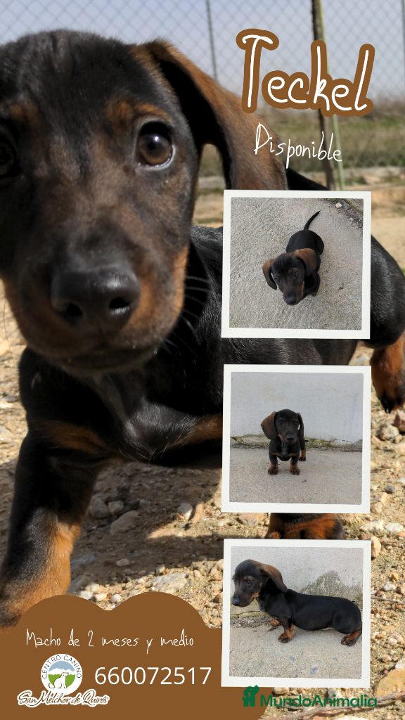 Teckel Miniatura perros Precioso cachorro teckel en Toledo - Anuncio 1