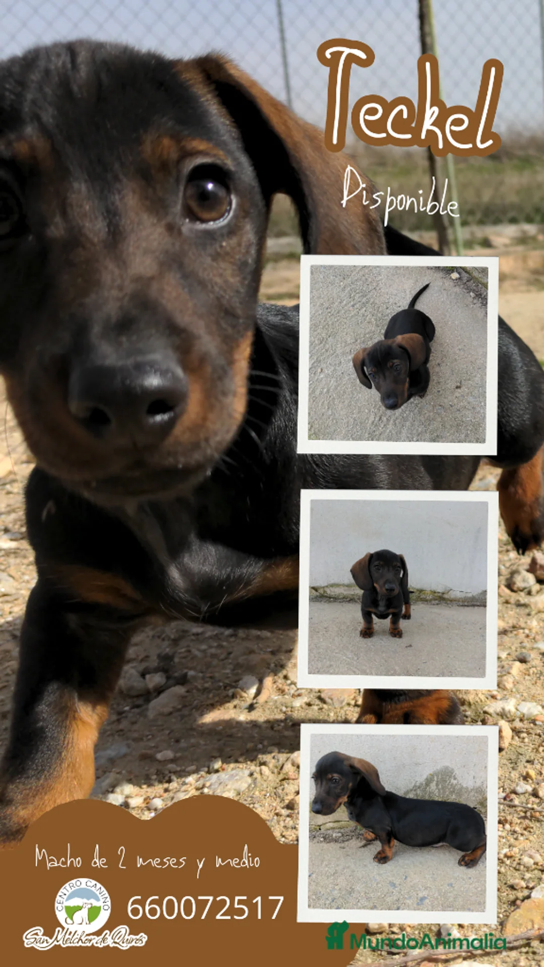 Teckel Miniatura perros en venta: Precioso cachorro teckel - Anuncio 1