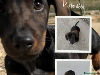 Teckel Miniatura perros Precioso cachorro teckel en Toledo - Anuncio 1