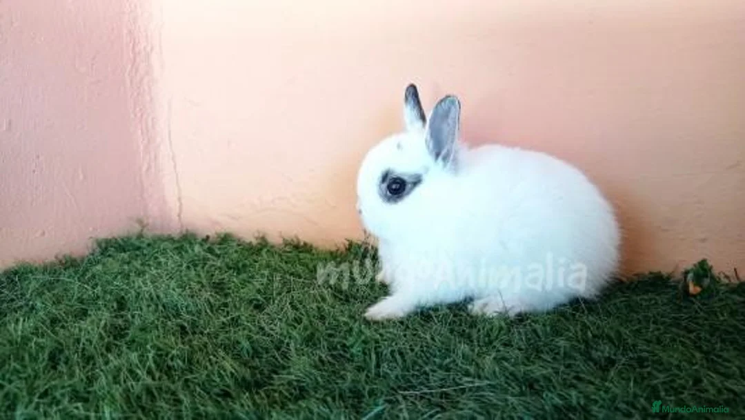 Imagen de galería {{count}}