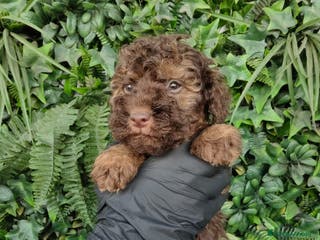 Perro de Agua Español perros CAMADA PERRO DE AGUA ESPAÑOL DISPONIBLE - Anuncio 7