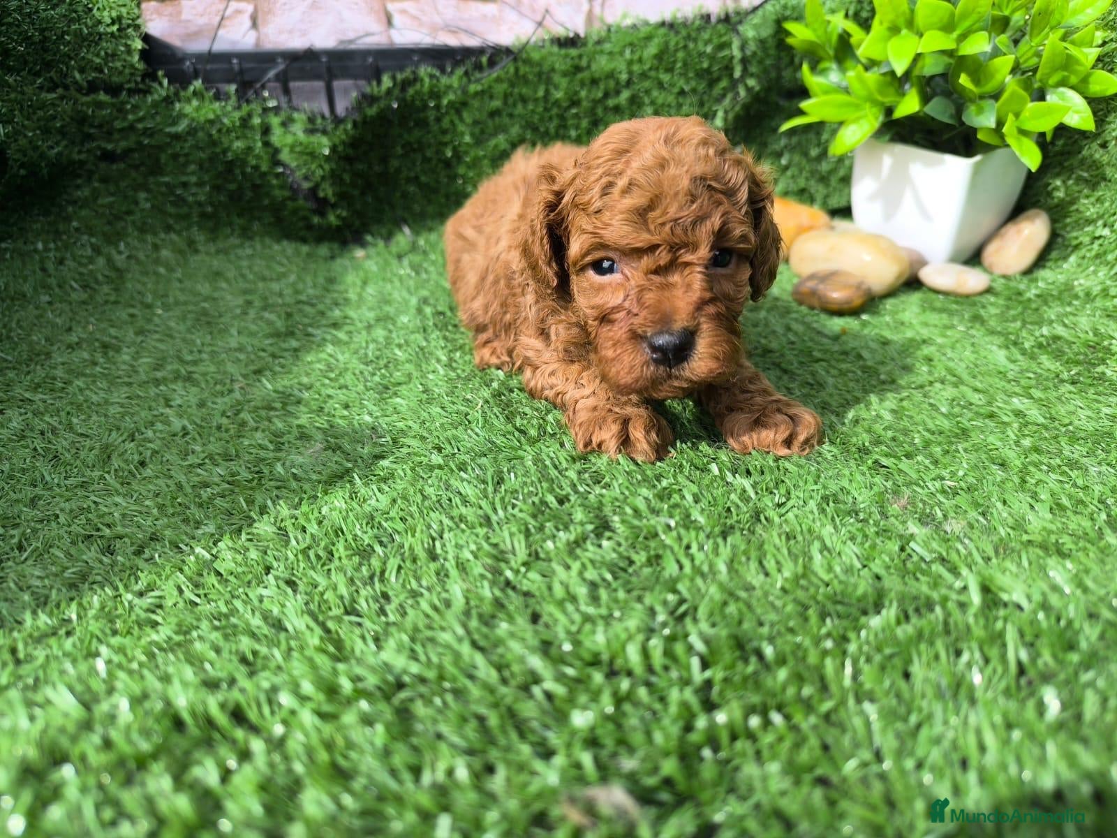 Caniche Toy perros Caniche mini   en Granada - Anuncio 11