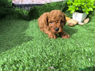 Caniche Toy perros en Granada - Anuncio 20