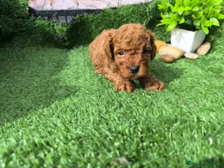 Caniche Toy perros Caniche mini en Granada - Anuncio 15