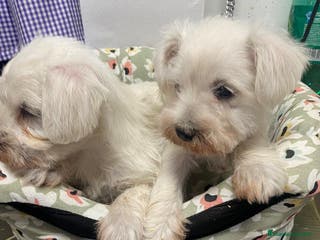 Schnauzer Miniatura perros SCHNAUZER MINIATURA - Anuncio 36