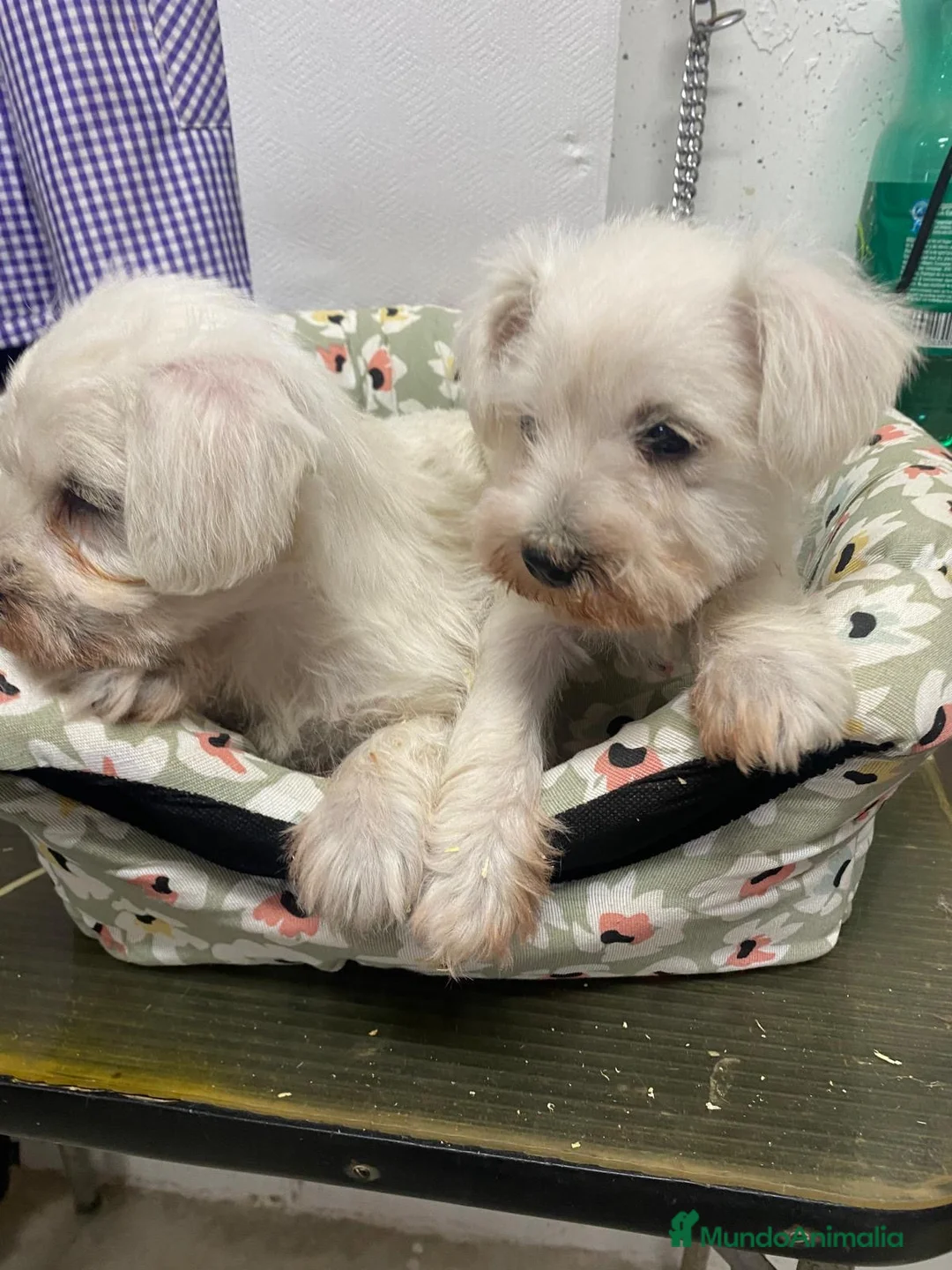 Schnauzer Miniatura perros en venta: SCHNAUZER MINIATURA  - Anuncio 1