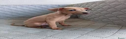 Pequeño Lebrel Italiano perros en venta: GALGO ENANO ITALIANO  - Anuncio 5