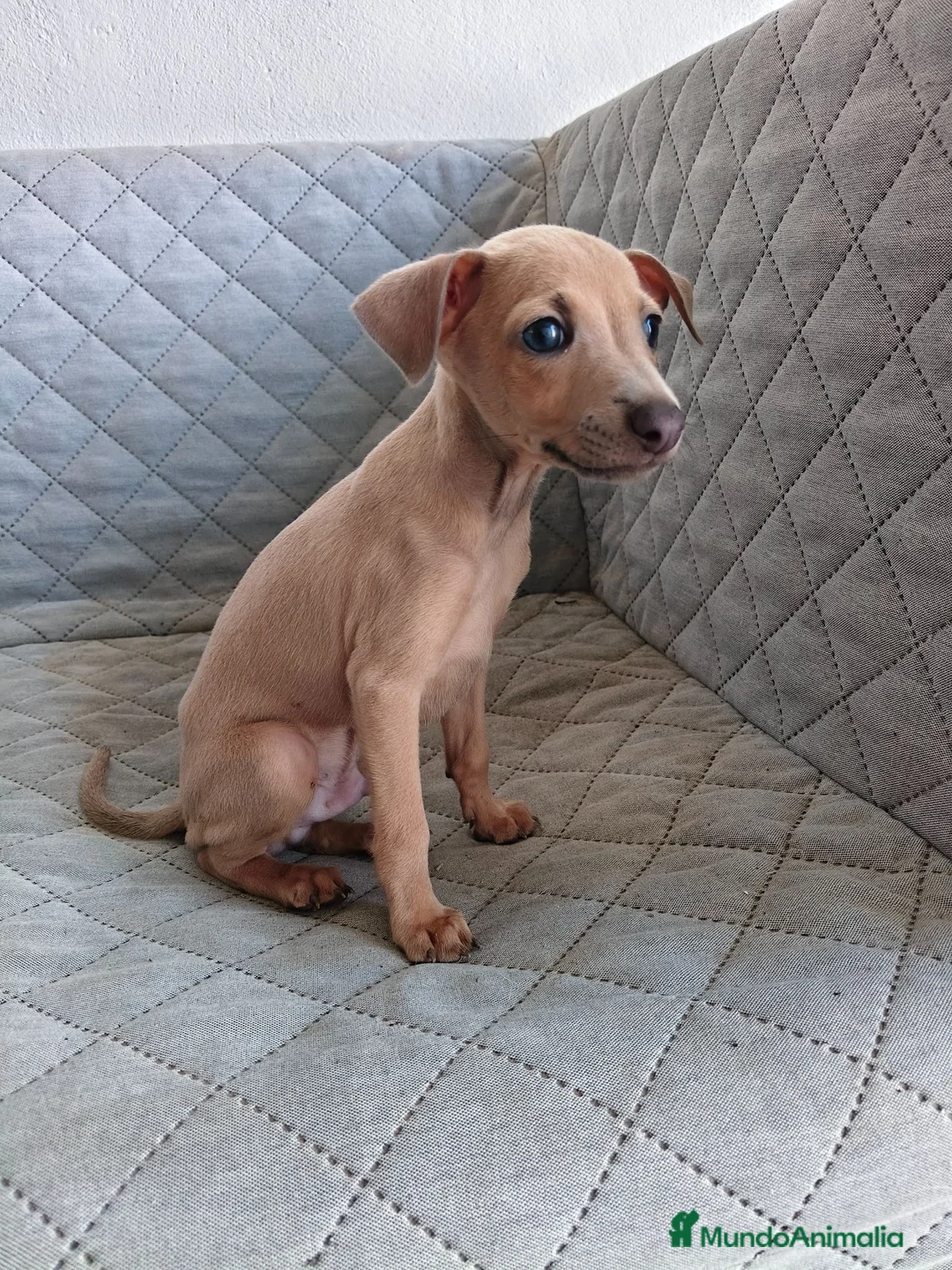 Pequeño Lebrel Italiano perros en venta: GALGO ENANO ITALIANO  - Anuncio 5