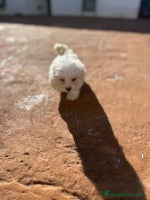 Bichón Maltés perros - Anuncio 11
