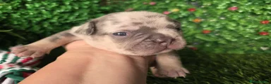 Bulldog Francés 1