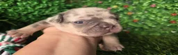 Bulldog Francés perros en venta: Bulldog Frances exotic - Anuncio 3