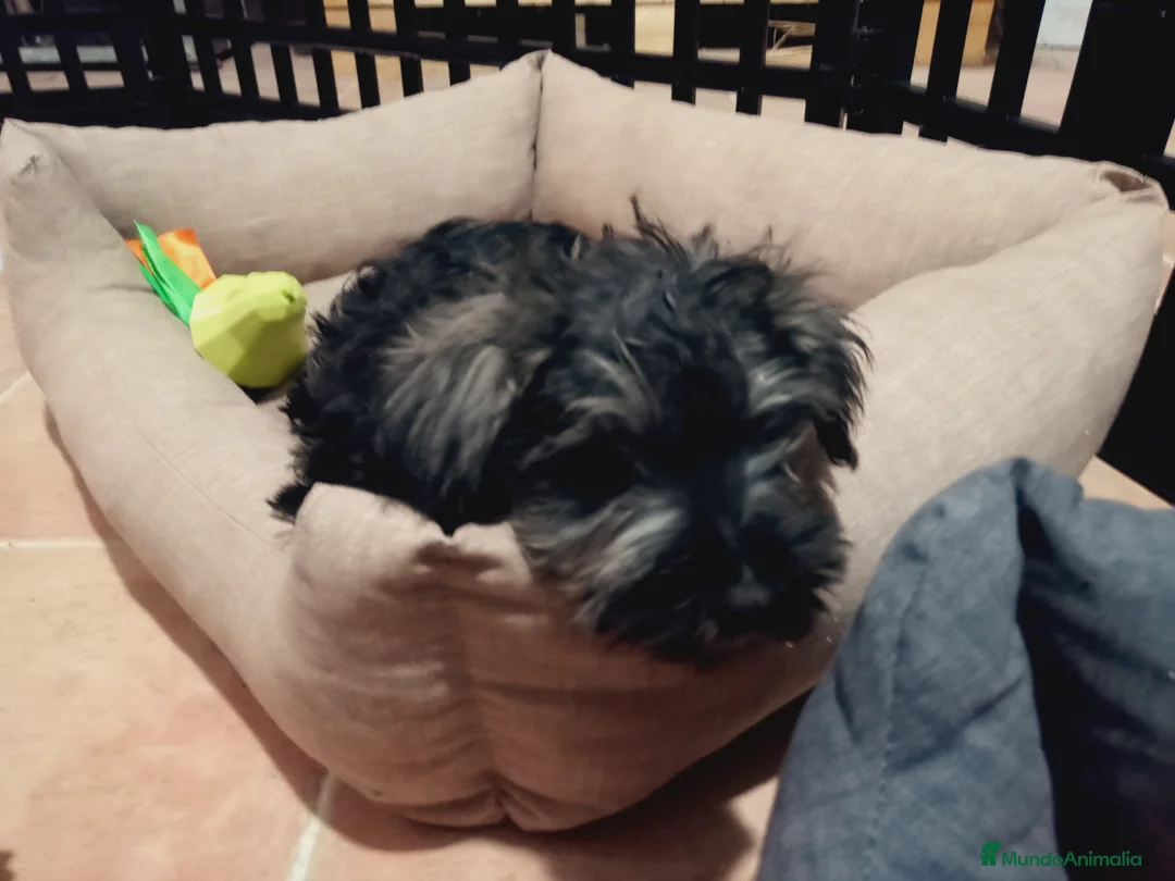 Schnauzer Miniatura perros en venta: Schnauzer mini  en Almería - Anuncio 5