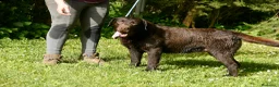 Labrador Retriever perros en venta: Cachorros de Labrador Retriever Negros - Anuncio 19
