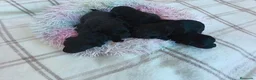 Pomapoo perros en venta: POMAPOO HEMBRITAS - Anuncio 2