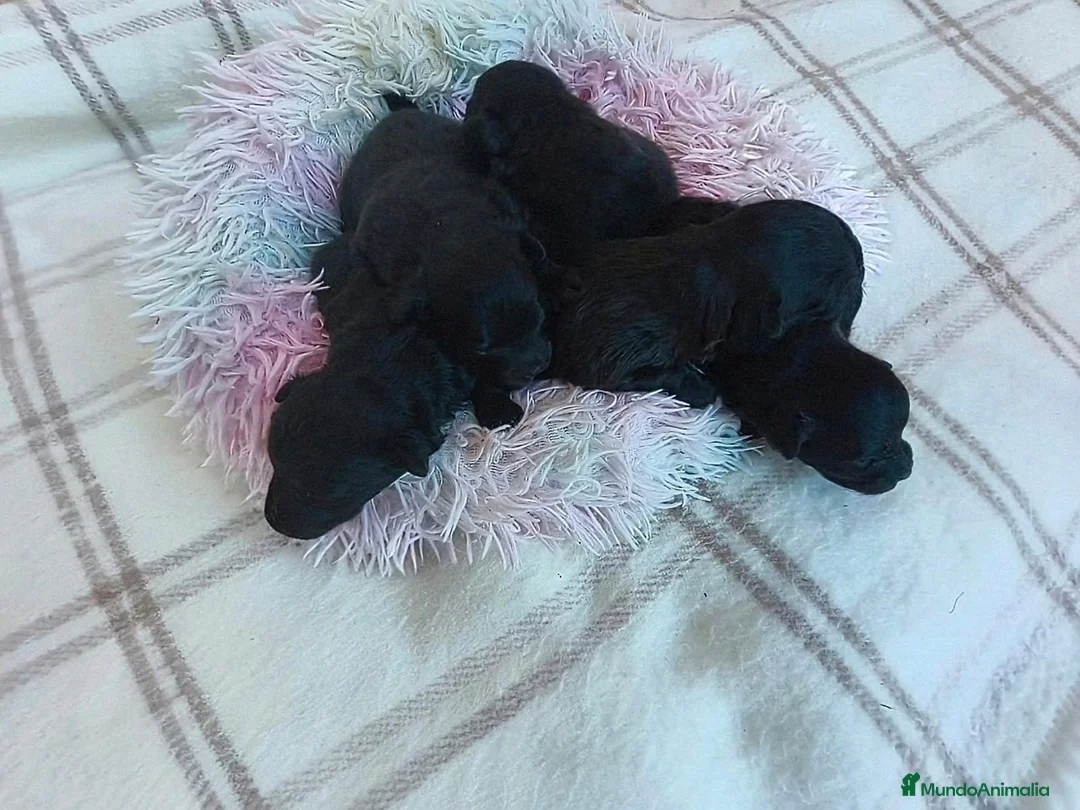 Pomapoo perros en venta: POMAPOO HEMBRITAS - Anuncio 2