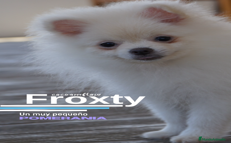 Pomerania perros - Anuncio 2