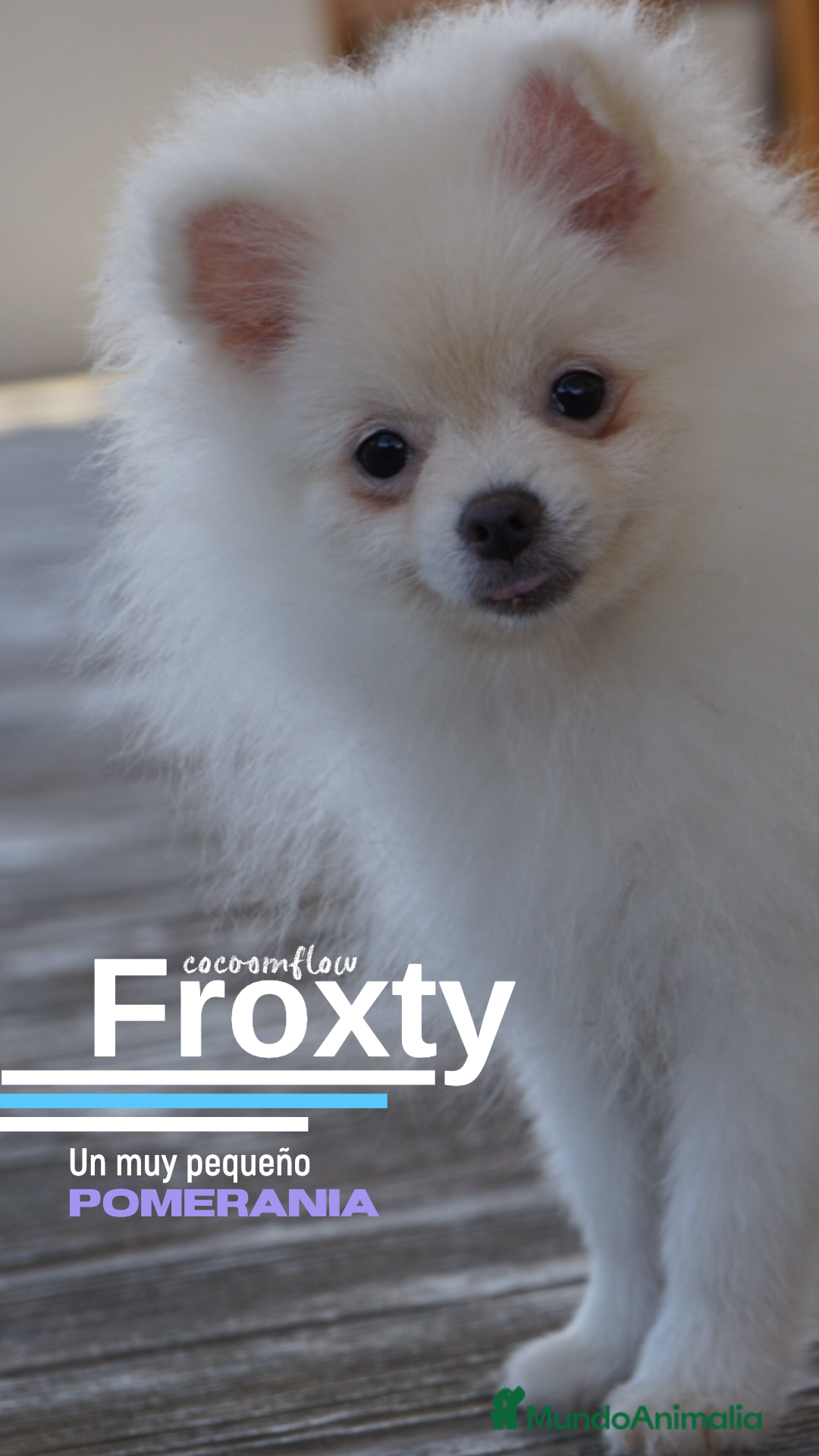 Pomerania perros en venta: 🤍 Snow – Maltipoo blanco marfil 🐾 - Imagen 1