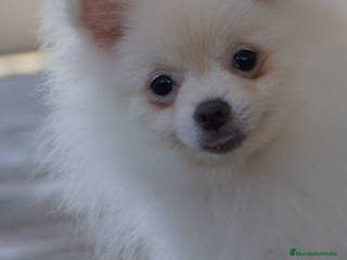 Pomerania perros - Anuncio 1