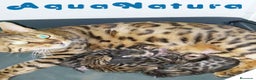 Bengalí gatos en venta: Camada Bengali - AQUANATURA en Barcelona - Anuncio 2