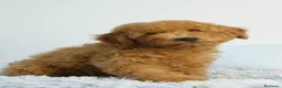 Caniche Enano perros en venta: CACHORRO DE CANICHE ENANO - Anuncio 6