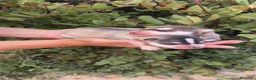 Husky Siberiano perros en venta: Husky SIBERIANO Macho y Hembra  - Anuncio 7