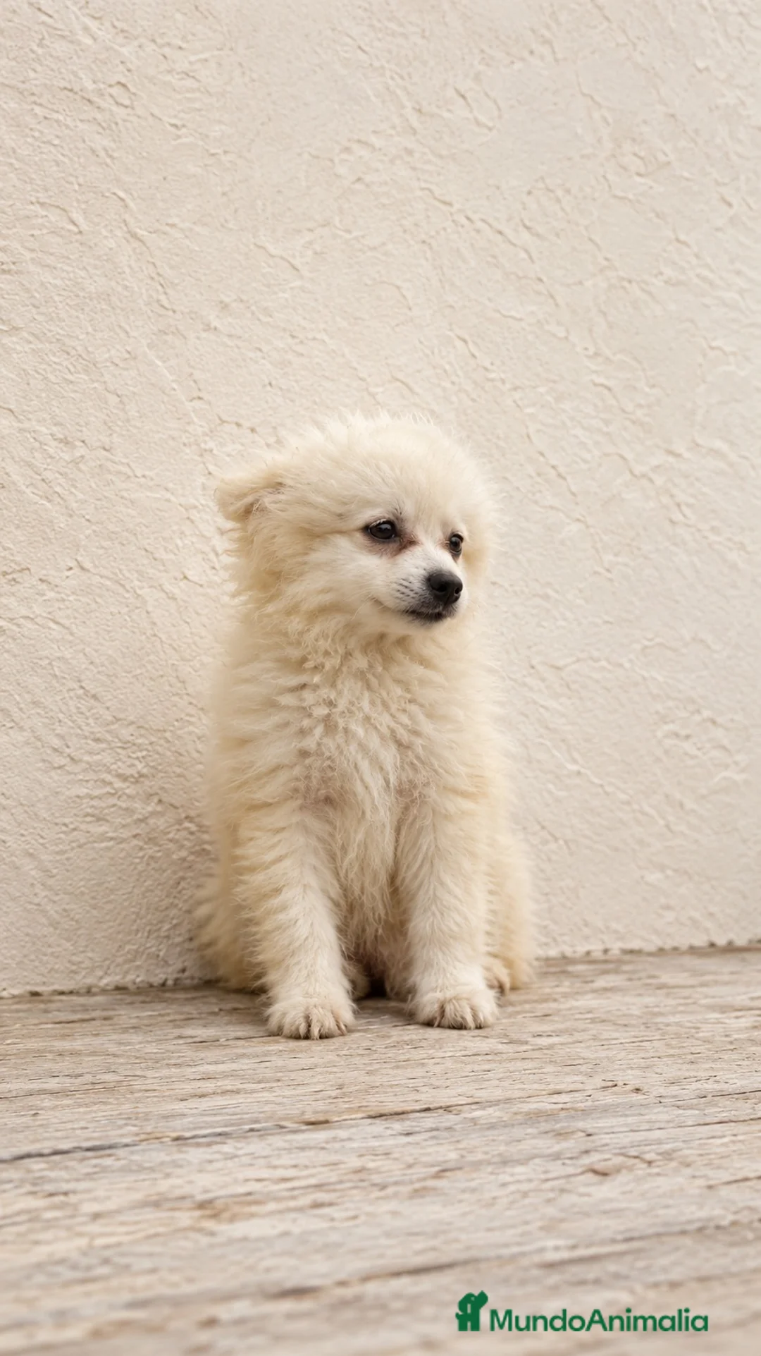 Pomerania perros en venta: Preciosos pomeranias🐾🐻 en Alicante - Anuncio 2