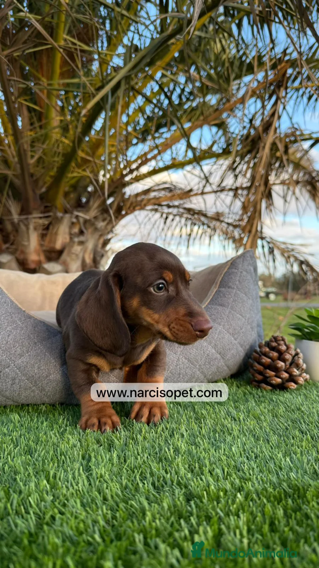 Teckel Miniatura perros en venta: TECKEL MACHO - Anuncio 6