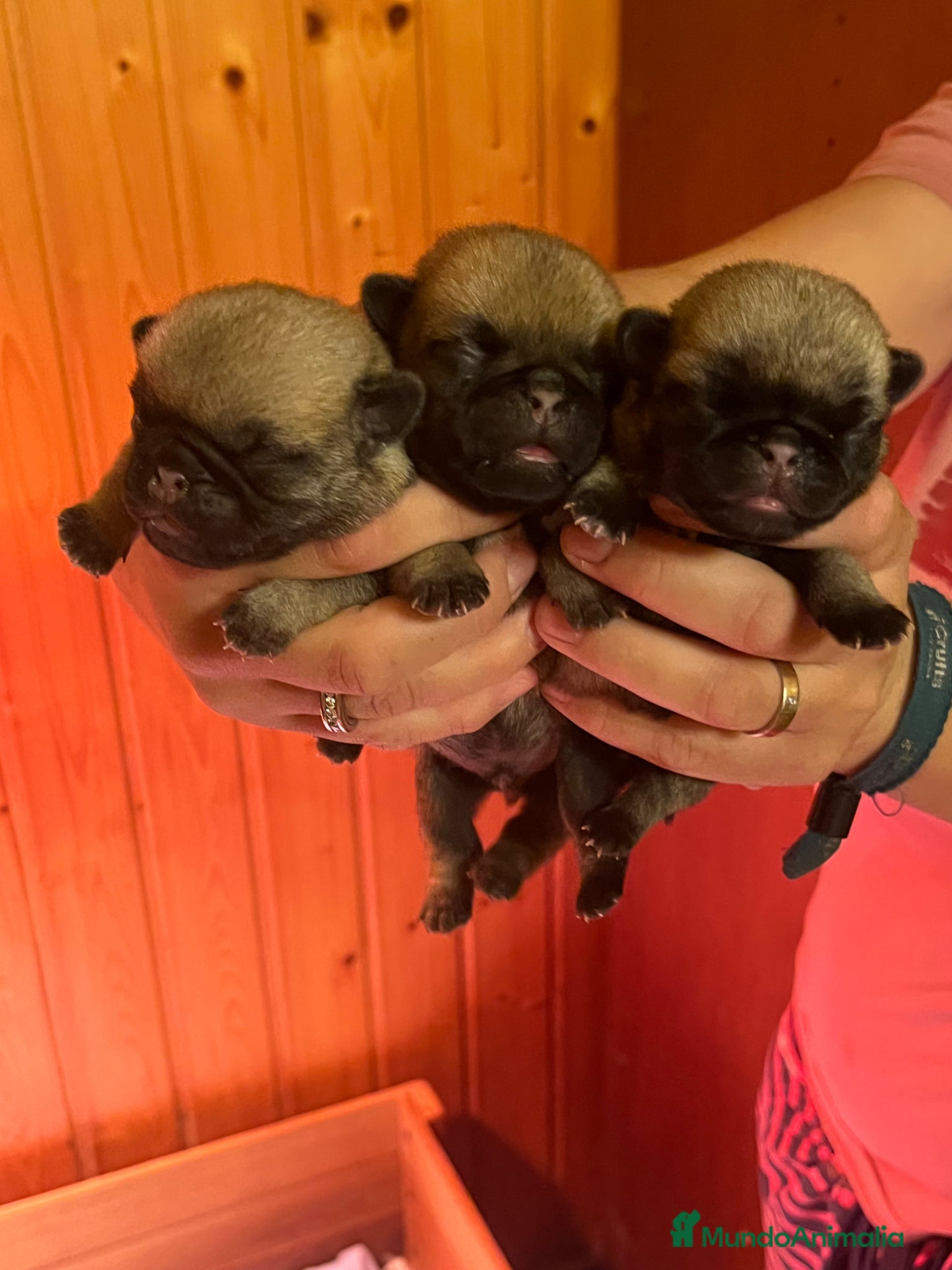 Carlino - Pug perros en venta: Preciosos Carlinos en venta - Anuncio 3