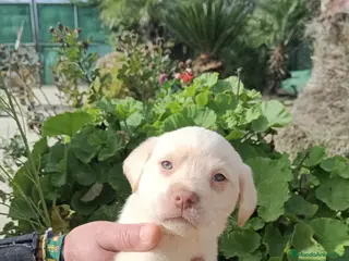 Labrador Retriever perros Última labradora disponible!!! - Anuncio 1