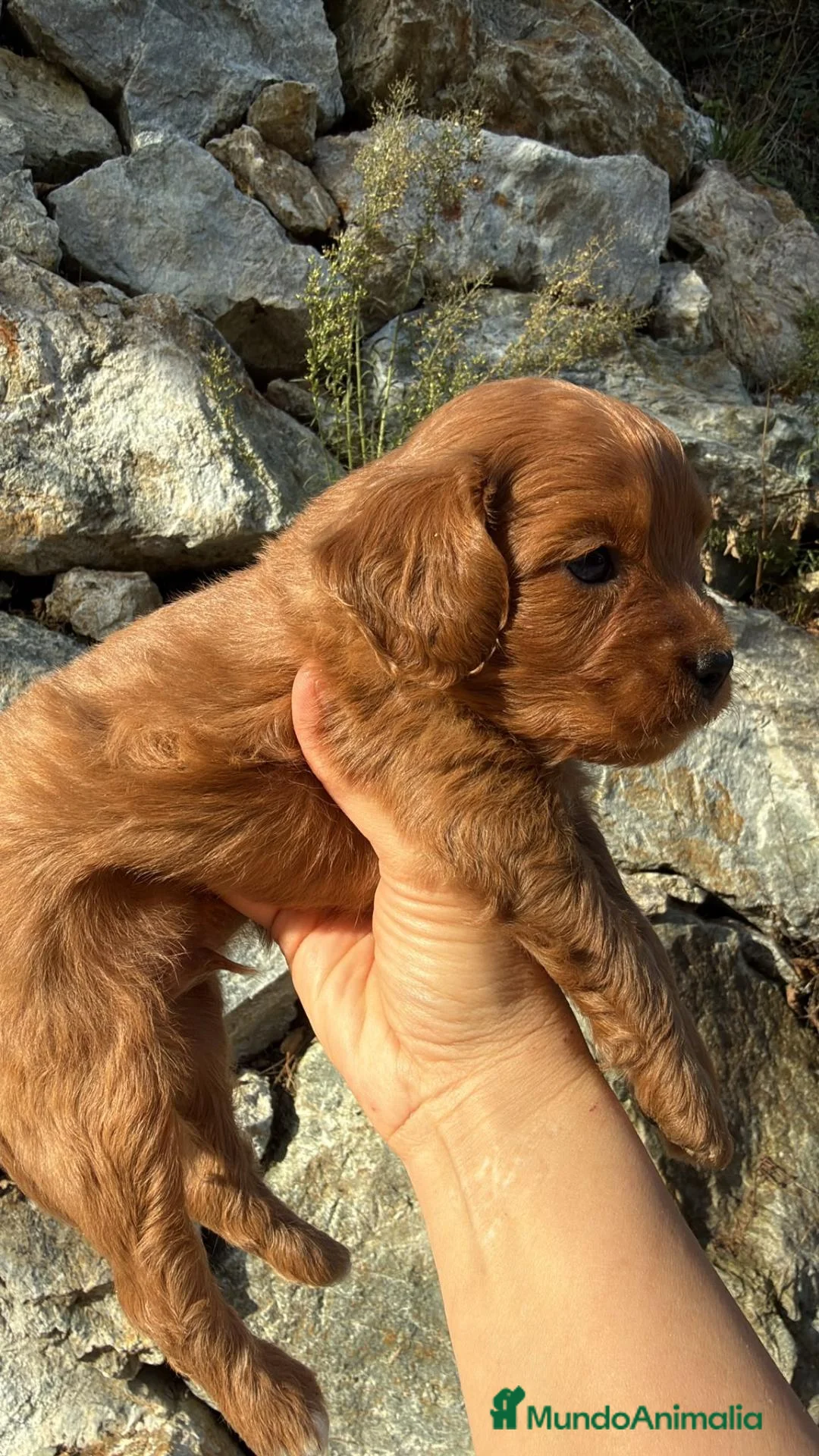 Cavapoo perros en venta: CRIADERO DE CAVAPOO EN CATALUÑA  - Anuncio 5