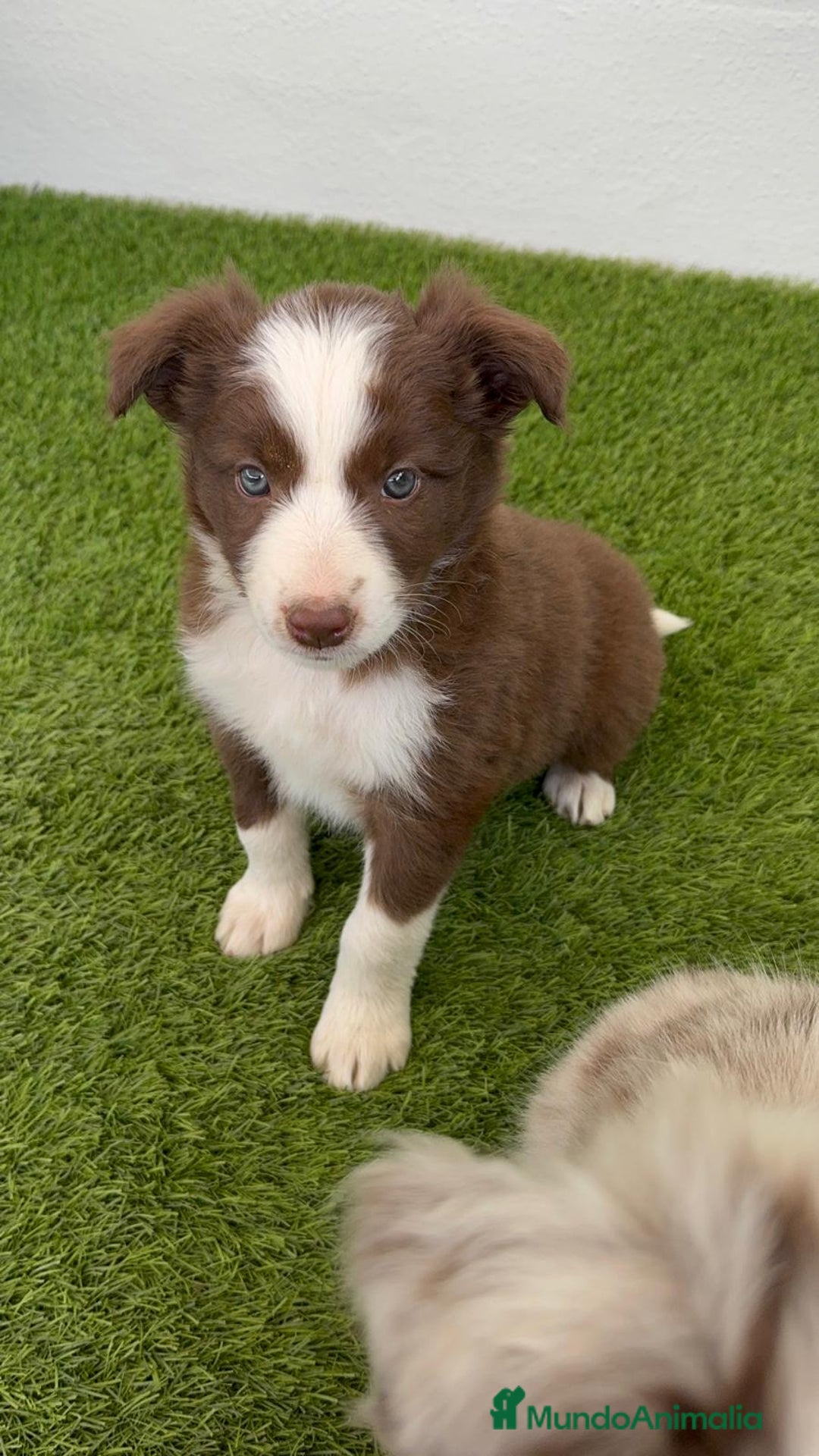 Border Collie perros en venta: BORDER COLLIE HEMBRA  - Imagen 2