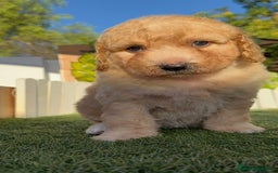Perro de Agua Español perros en venta: PERRO DE AGUA ESPAÑOL  - Imagen 11