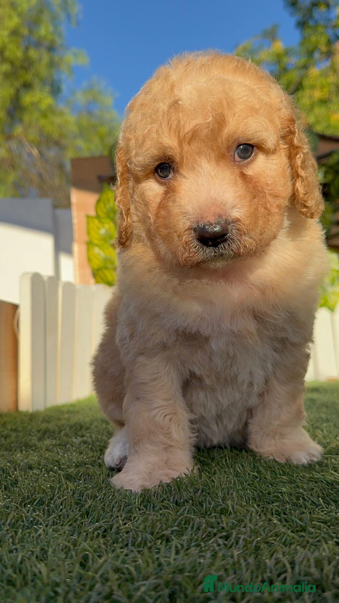 Perro de Agua Español perros en venta: PERRO DE AGUA ESPAÑOL  - Imagen 11