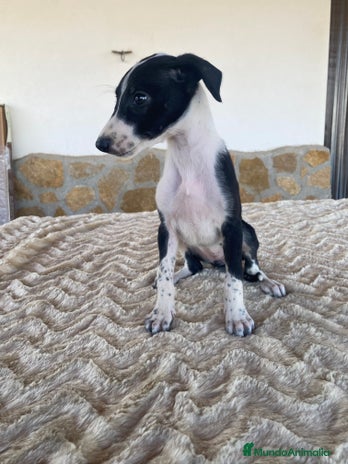 Galgo Español perros - Anuncio 1