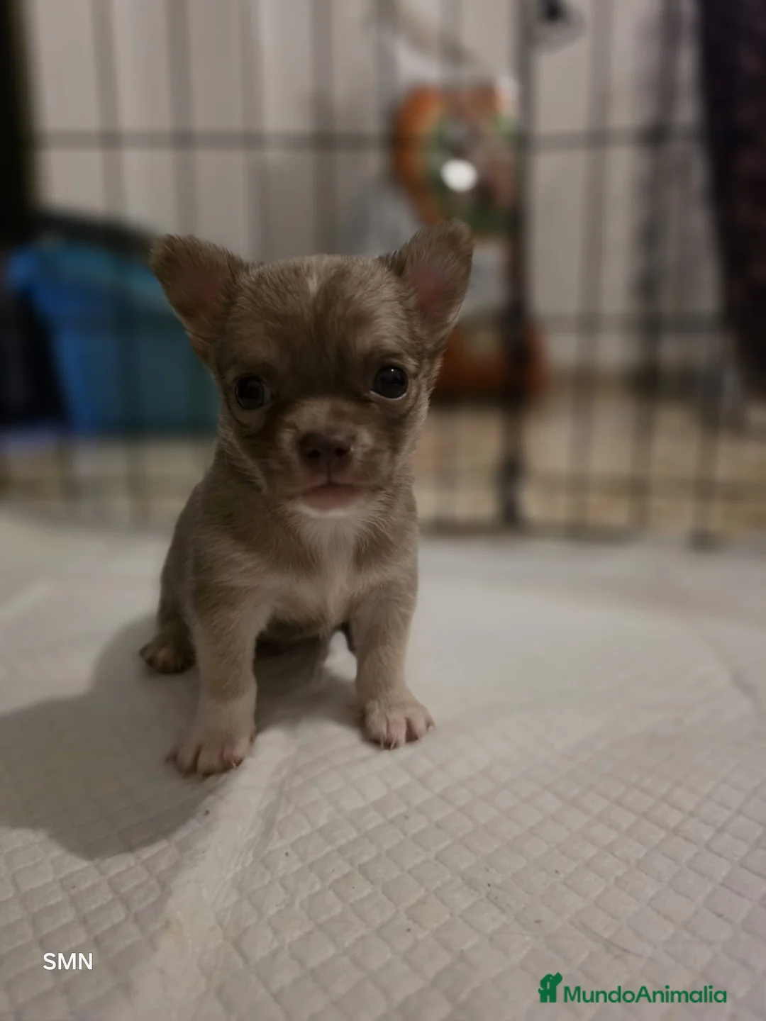 Chihuahua perros en venta: camada chihuahua  - Anuncio 1