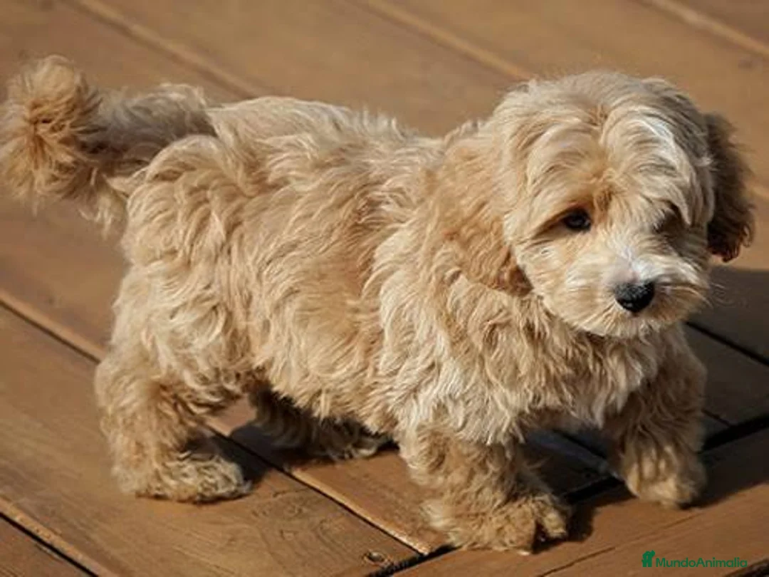 Raza Mixta perros en venta: 🚨🐶 WESTIEPOO EXCLUSIVOS – TE VAN A ENAMORAR 🐶🚨 - Anuncio 7