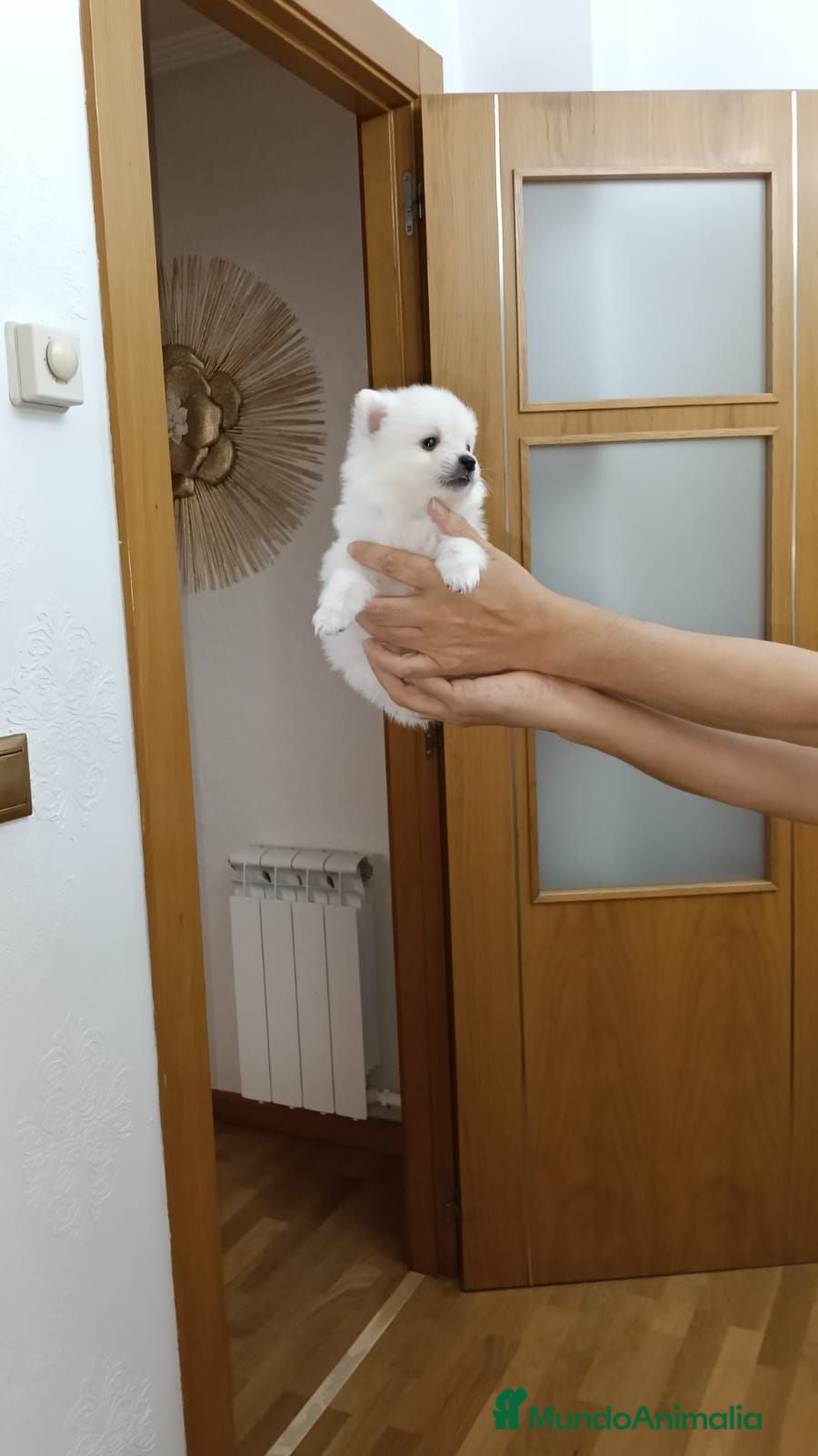 Pomerania perros Impresionantes hembras d3 pomerania  - Anuncio 1