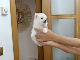 Pomerania perros Impresionantes hembras d3 pomerania - Anuncio 1