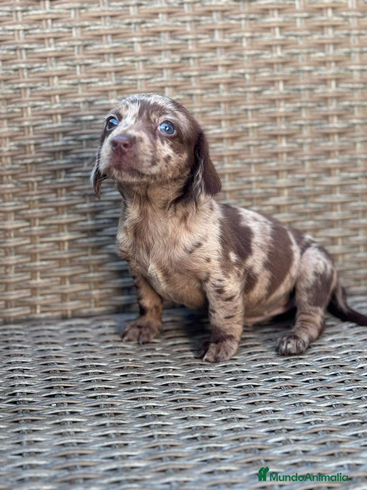 Teckel Miniatura perros Teckel mini  - Anuncio 2