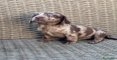 Teckel Miniatura perros Teckel mini  - Anuncio 1