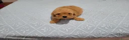 Caniche Toy perros en venta:   TENEMOS CANICHES  1000 Y MALTIPOO 700 EUROS - Anuncio 5