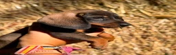 Teckel Miniatura perros en venta: Disponible Teckels Hembra de Calidad  - Anuncio 7
