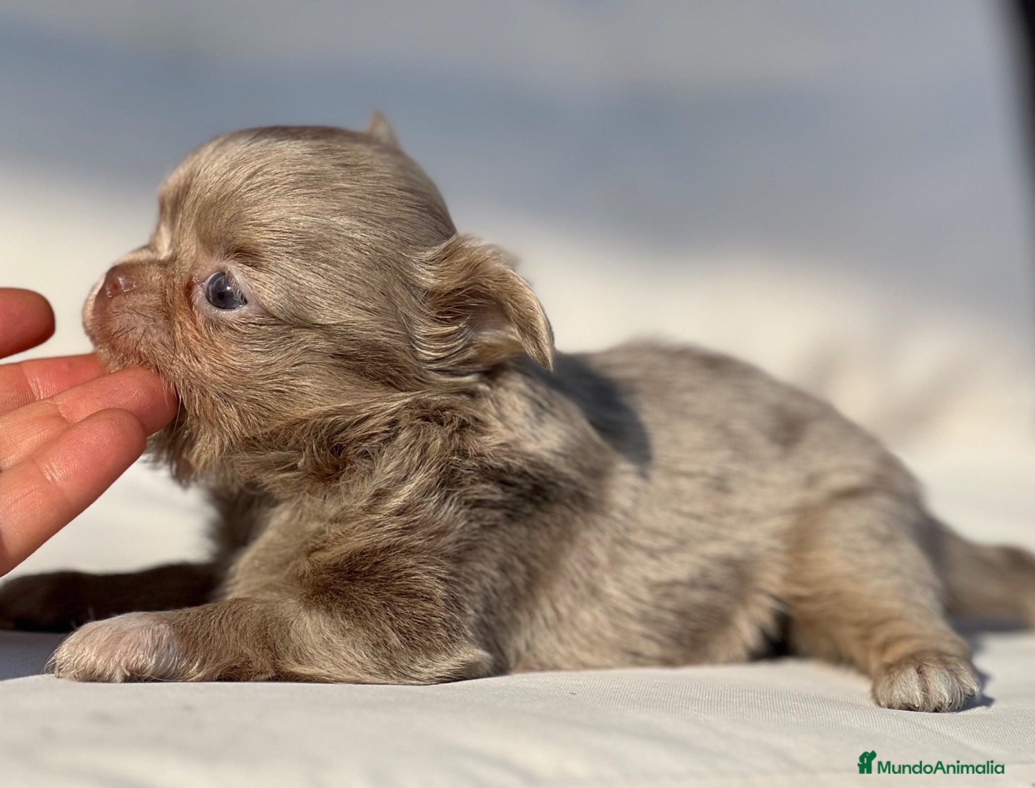 Chihuahua perros CHIHUAHUA CABEZA DE MANZANA LÍNEA RUSA MERLE - Anuncio 34
