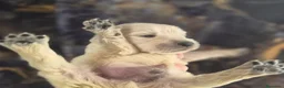 Golden Retriever perros en venta: Golden Retriever  - Anuncio 21