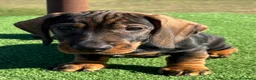 Teckel Miniatura perros en venta: Macho Teckel pelo duro  - Anuncio 1