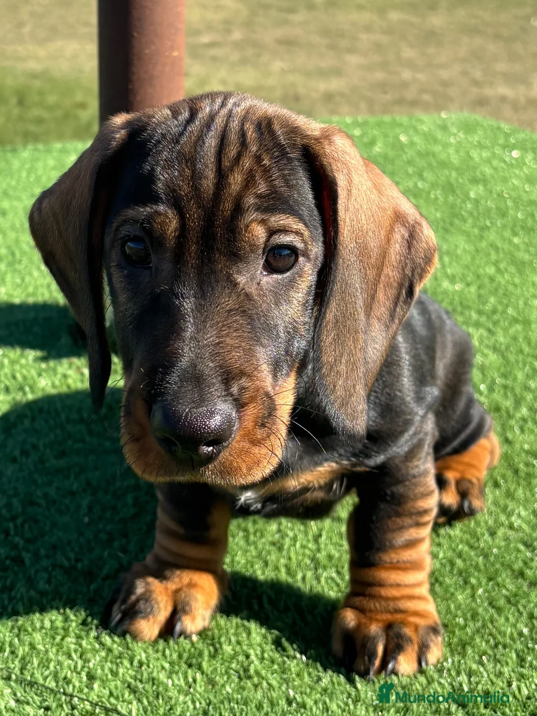 Teckel Miniatura perros en venta: Macho Teckel pelo duro  - Anuncio 1